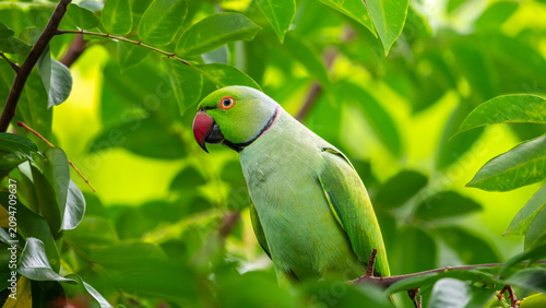 Fotografie Rose-ringed parakeet perched among lush green leaves in natural habitat