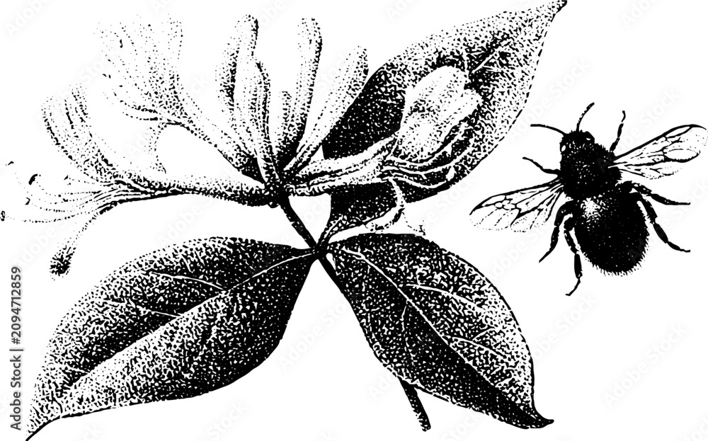 Fototapeta premium Detailed black and white stippled honeysuckle closeup with bee for botanical poster, label or background design