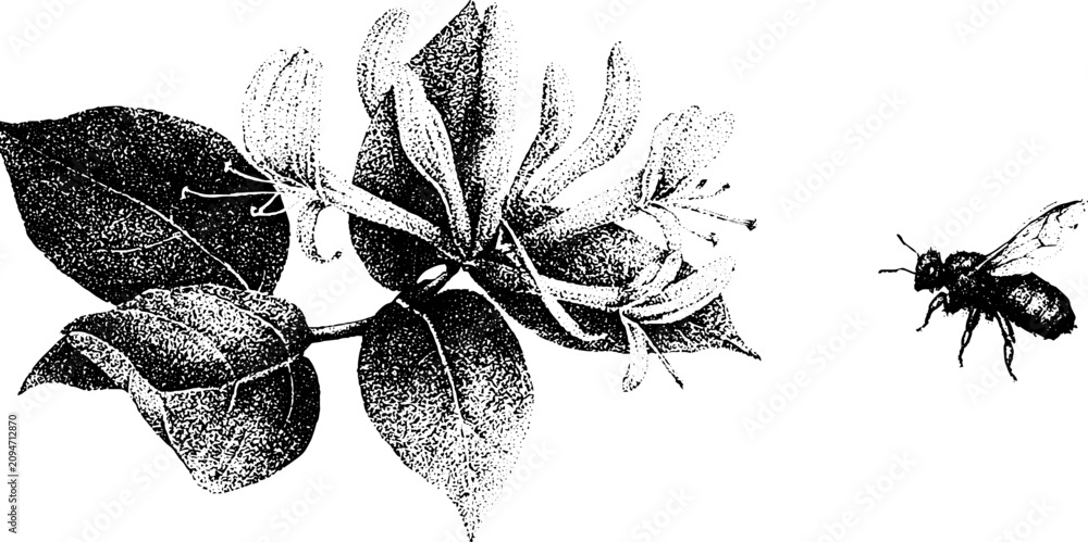 Fototapeta premium Stippled black and white honeysuckle branch with bee botanical illustration for poster banner and background design