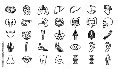 Cuadro en lienzo Human body organ and anatomy icons