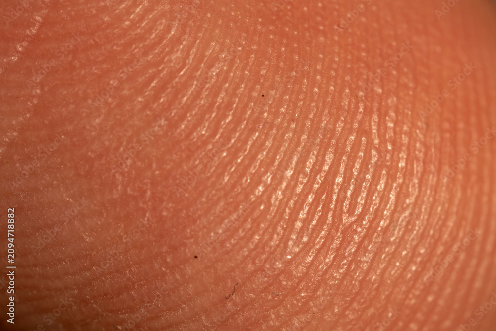 Fototapeta premium Extreme Macro Shot of Human Fingerprint Ridges and Skin Texture