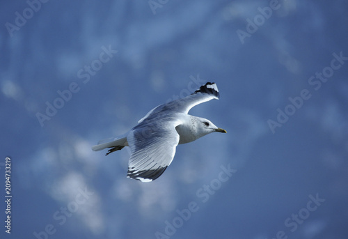 Photos Fliegede Möve