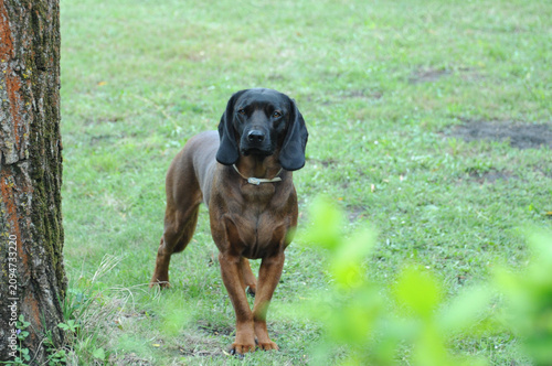 Bayerischer Gebirgsschweisshund