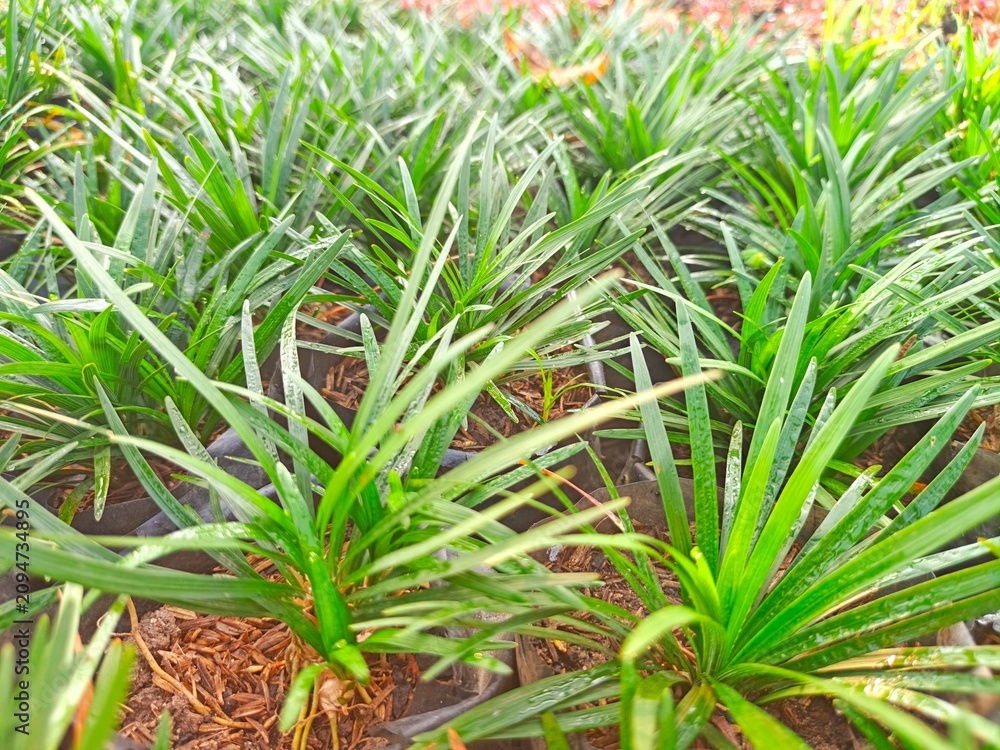 Obraz premium green palm tree