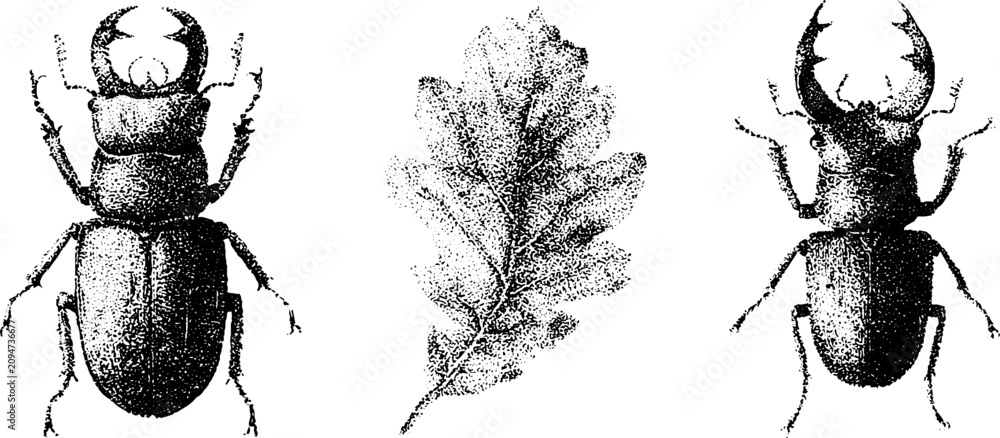 Fototapeta premium Stippled stag beetle and oak leaf scientific plate in black and white for vintage natural history poster and background design