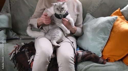Woman owner sitting on cozy sofa with soft pillows,carefully fastens a GPS tracker around the neck of a silver Scottish Straight cat as she prepares for walk outside