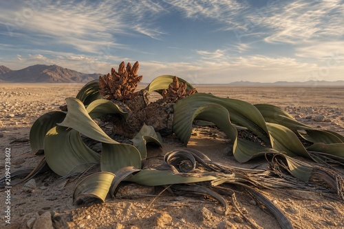 A Welwitschia mirabilis plant with broad leaves sprawling across a desert landscape.