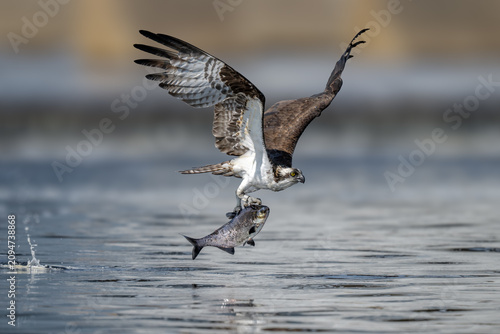 Fotografía Osprey (Pandion haliaetus) catching fish over water in its natural habitat, showcasing powerful hunting behavior and impressive flight