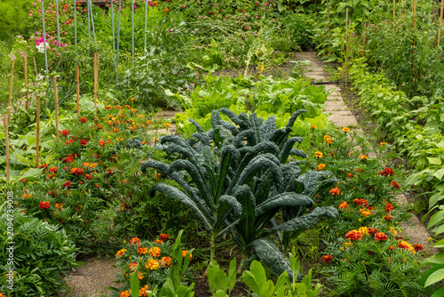Wide angle view of companion planting in organic permaculture garden with tuscan kale cavolo nero, marigold, calendula, swiss chard, chili, beans and tomatoes.