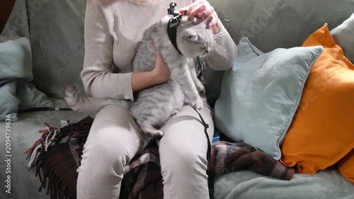 The owner, removes the leash of a British Shorthair patient cat after an amazing walk outside