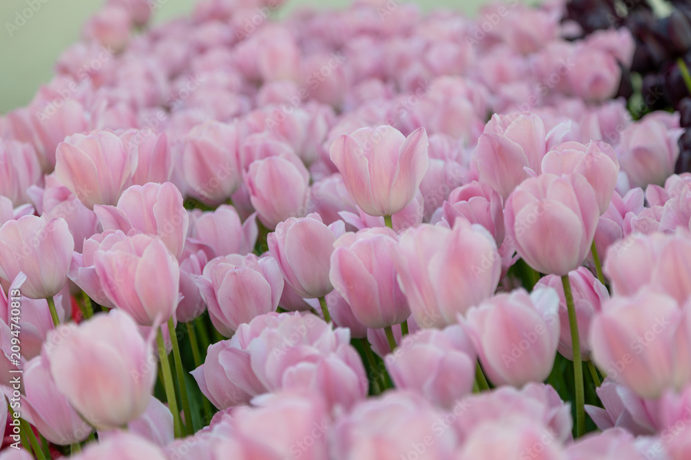 Obraz premium pink tulips in the garden