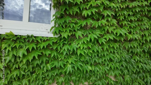 Lush green ivy covering a building facade with a white window frame