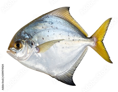 A side view of a silvery, streamlined fish with a yellow tail and fins. It has a slightly flattened body, isolated