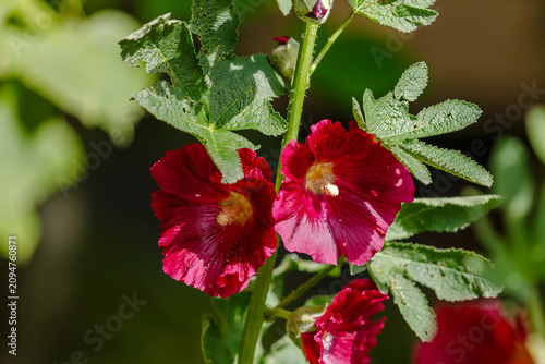 Bild auf Leinwand Alcea rosea, the common hollyhock, is an ornamental dicot flowering plant in the family Malvaceae