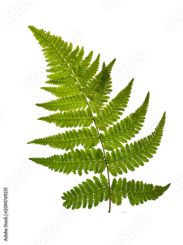 Принти на полотні Large vibrant green bracken fern leaf (Pteridium aquilinum) showing detailed branching structure, isolated on a white background