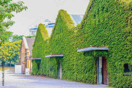 Bild auf Leinwand TAIPEI, TAIWAN – SEPTEMBER 24, 2017: Scenic view of historical warehouse facades completely covered in green ivy at Huashan 1914 Creative Park
