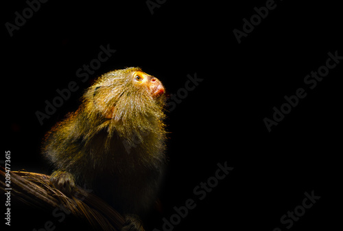 The western pygmy marmoset (Cebuella pygmaea), portrait of the smallest primate on a black background.