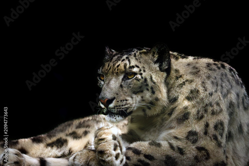 The snow leopard (Panthera uncia), portrait of a big cat on a black background.