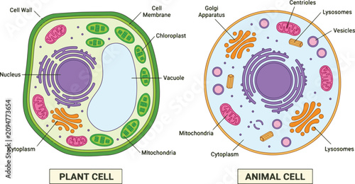 Colorful vector illustration highlighting structural differences between plant and animal cells with labeled organelles