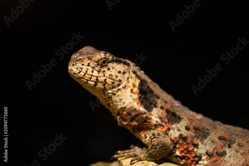 Chinese crocodile lizard (Shinisaurus crocodilurus) portrait of lizard on black background.