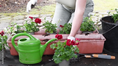 Female hands wearing white gloves planting beautiful red and white geranium flowers in a long pot, a relaxing hobby of urban gardening and growing plants on the home balcony or backyard