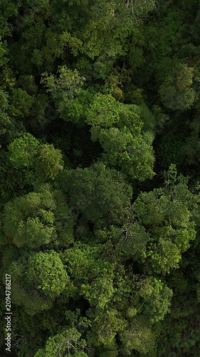 Lush tropical rainforest canopy viewed from directly above