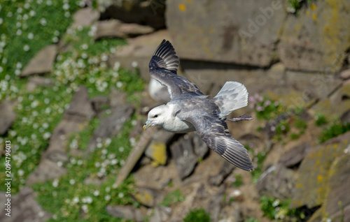 Quadro em tela Fulmar boréal,