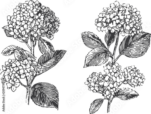 Hand drawn hydrangea flowers with leaves vintage botanical floral sketch illustration