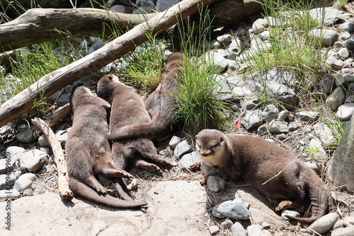 Quadro su tela four Asian small-clawed otters sleeping in bright sunshine (wide-angle) 4832