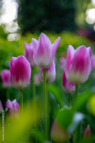 White and pink tulips in the garden