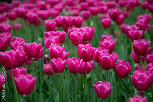 pink tulips in the garden