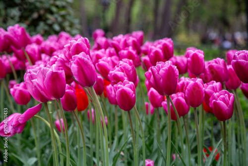 pink tulips in the garden