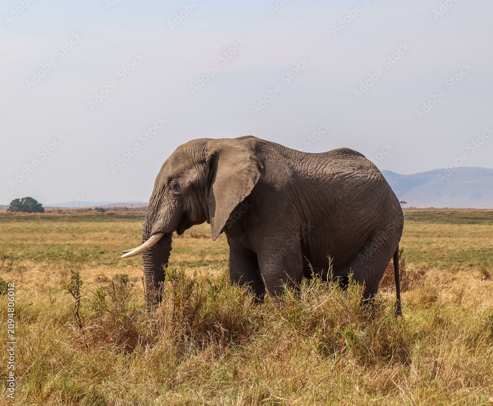 Obraz premium African elephant walking through dry savanna grassland