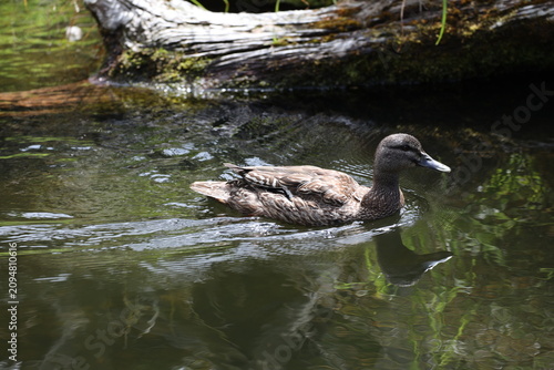 Εκτύπωση καμβά lone female Mallard or Hawaiian Duck swimming across  placid pond waters in brig
