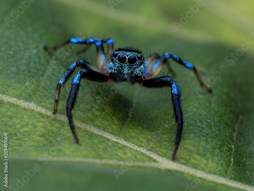 Thiania bhamoensis, commonly known as the Metallic Blue Jumping Spider or Metallic Blue Fighting Spider, is a stunning species of jumping spider. Native to tropical rainforests across Southeast Asia.