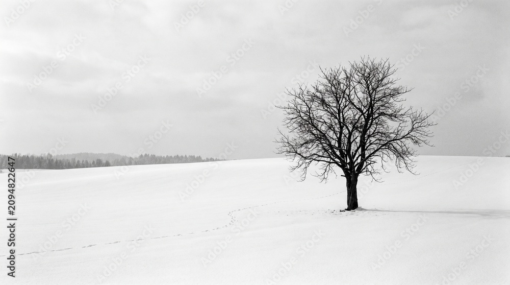 Fototapeta premium Lonely bare tree standing in snowy field