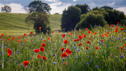 Canvas Print A field of red poppies and blue cornflowers against a backdrop of green hills and trees under a cloudy sky