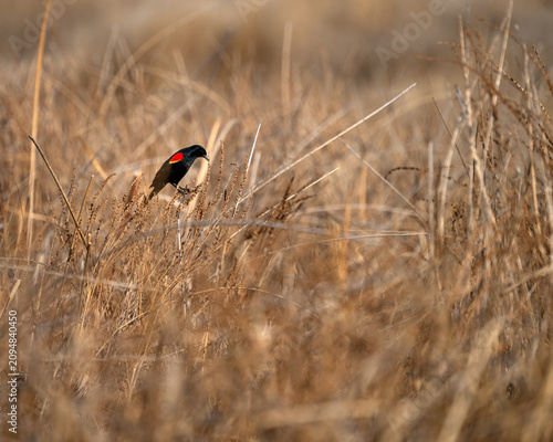 Red winged black bird in brown grass