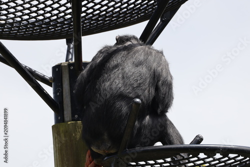 Schilderij op canvas lone adult chimpanzee sitting on elevated steel mesh bowl enrichment platform, r
