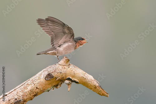 Foto A young Pacific swallow fledgling spreading its wings and opening its beak on a