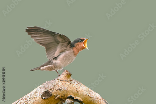 Foto A young Pacific swallow fledgling spreading its wings and opening its beak on a
