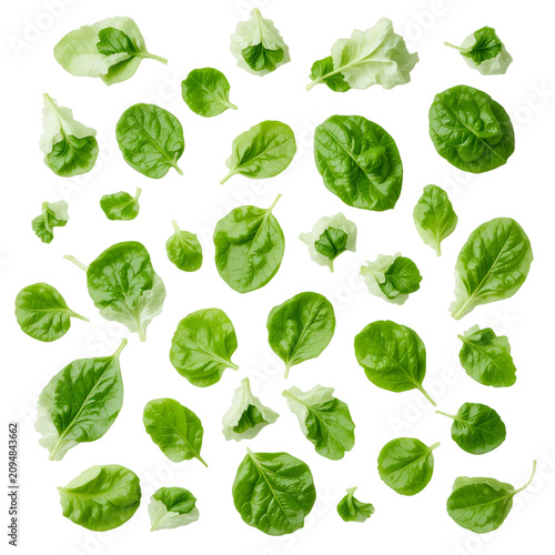 Fresh green spinach leaves scattered on white background with vegetable