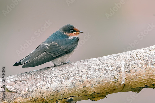 Quadro su tela An adult Pacific swallow perched side profile on a broken dry tree trunk against