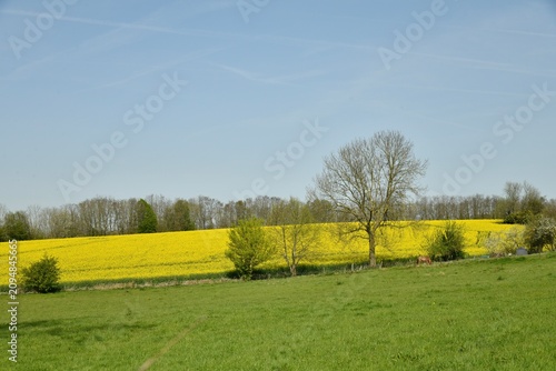 Champ jaune par la plantation de colza au printemps à Écaussinnes d'Enghien (Soignies)