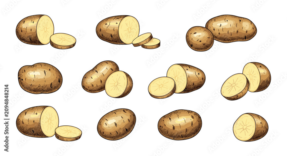 Obraz premium Colored hand-drawn collection of fresh potatoes, showing whole tubers, halved pieces, and thin slices from various angles.