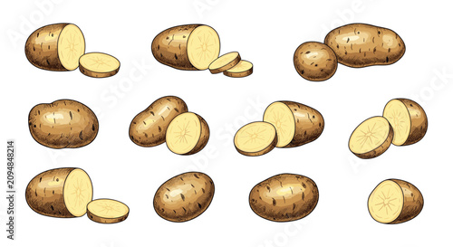 Colored hand-drawn collection of fresh potatoes, showing whole tubers, halved pieces, and thin slices from various angles.
