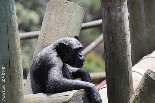 Принти на полотні lone adult chimpanzee resting in shade on thick heavy wooden log enrichment plat