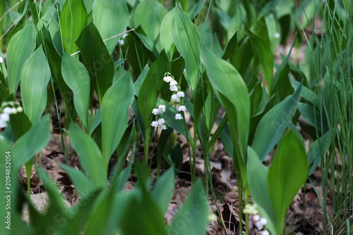 Foto Meadow of lilies of the valley