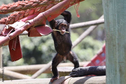 Fotografie mischievous young juvenile chimpanzee resisting parental tug (close-up, 2-of-5)