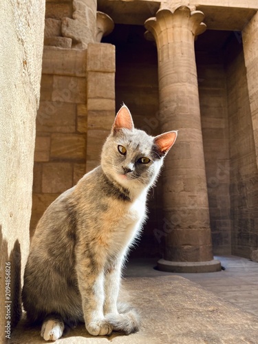Obraz na plátně A beautiful stray cat sits gracefully on an ancient stone inside the Philae Temple complex in Aswan, Egypt, with a pharaonic column blurred in the background